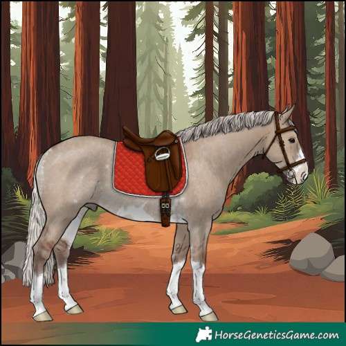 Horse Color:Silver Grullo Rabicano 