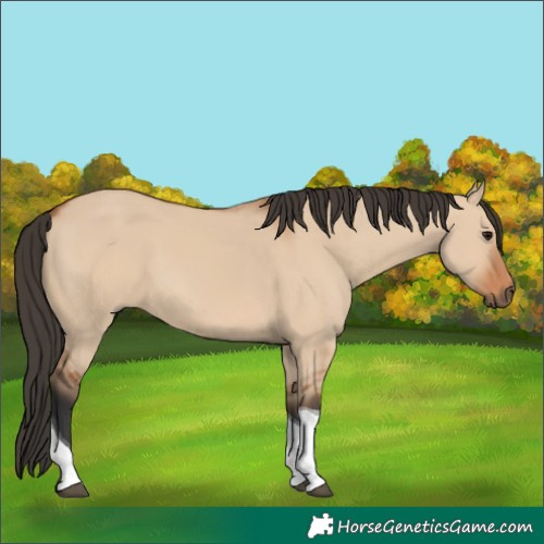 Horse Color:Bay Dun Tobiano 
