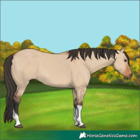 Horse Color:Bay Dun Tobiano