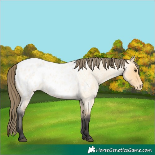 Horse Color:Buckskin Roan Appaloosa 