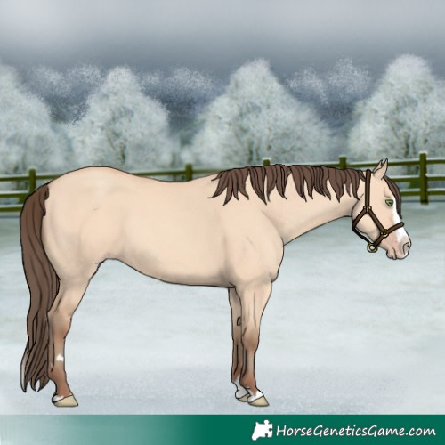 Horse Color:Amber Champagne Dun Splash