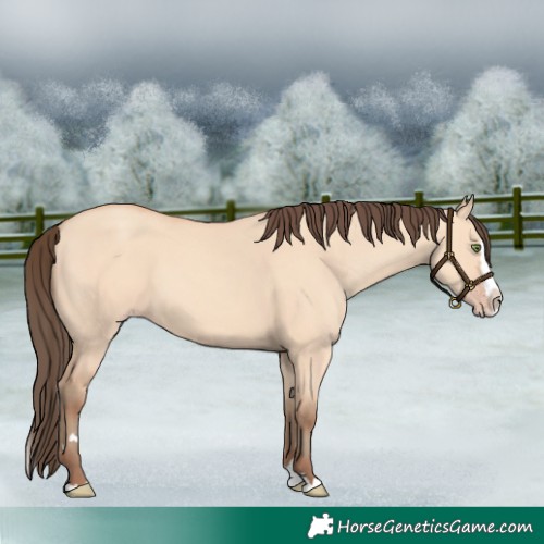Horse Color:Amber Champagne Dun Splash 