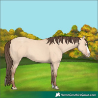 Horse Color:Amber Champagne Dun Splash 
