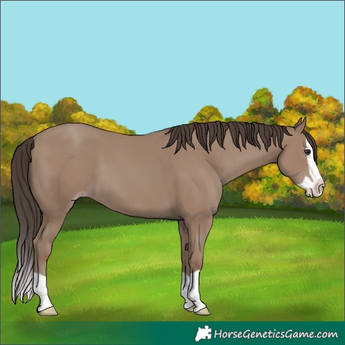 Horse Color:Classic Champagne Splash 