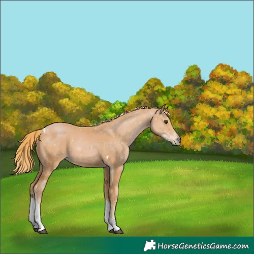 Horse Color:Chestnut Tobiano 