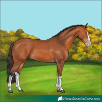 Horse Color:Bay Splash Frame 