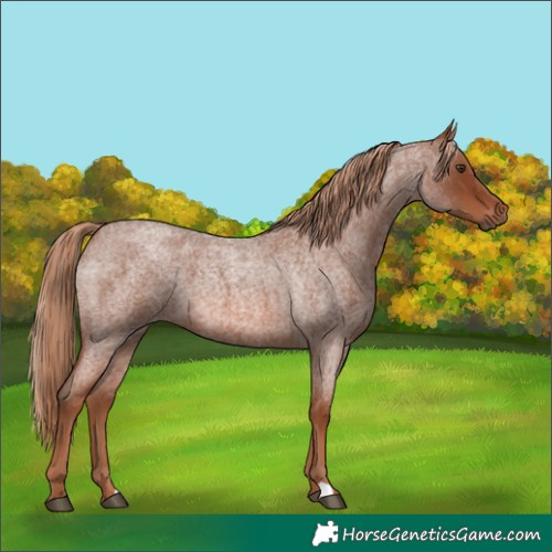 Horse Color:Red Roan 