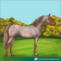 Horse Color:Red Roan 
