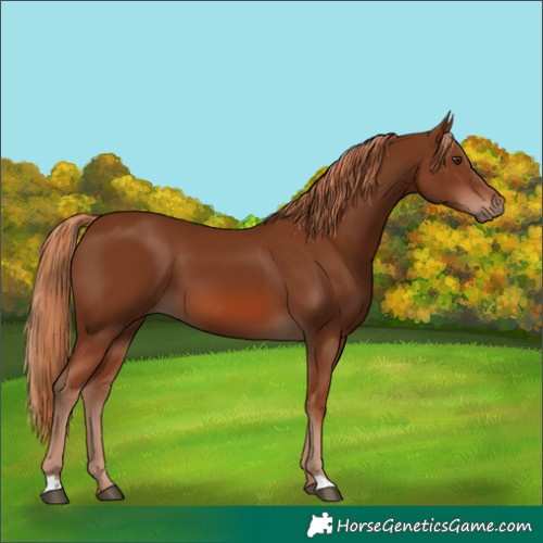 Horse Color:Chestnut 