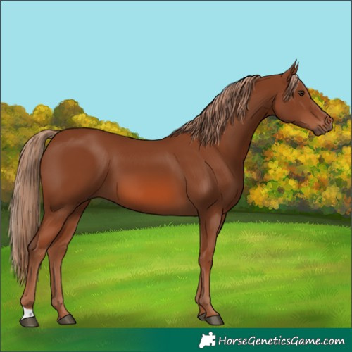 Horse Color:Chestnut 