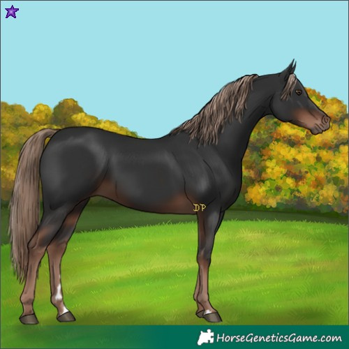 Horse Color:Liver Chestnut