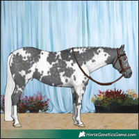 Horse Color:White Spotted Silver Black Chinchilla 