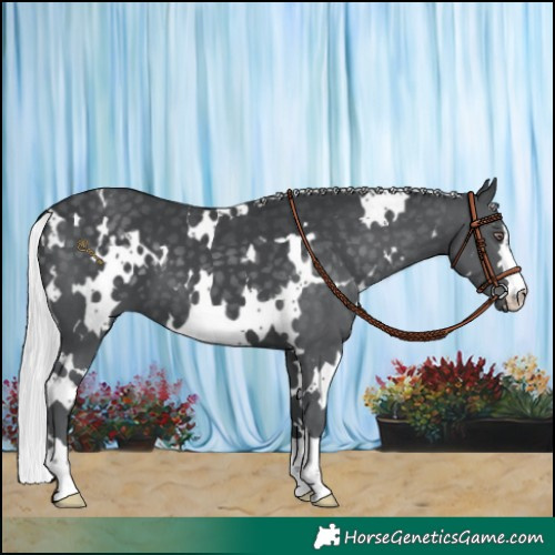 Horse Color:White Spotted Silver Black Chinchilla