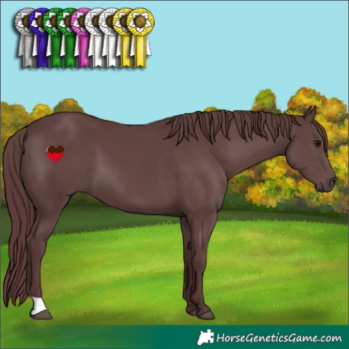 Horse Color:Chocolate Black 