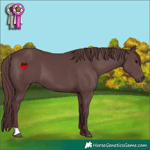 Horse Color:Chocolate Black 