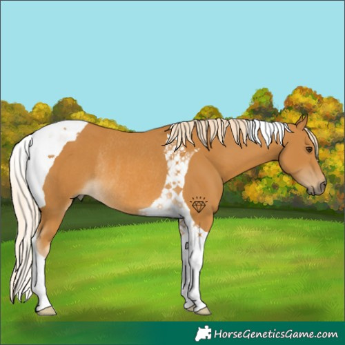 Horse Color:Palomino Tobiano Rabicano 