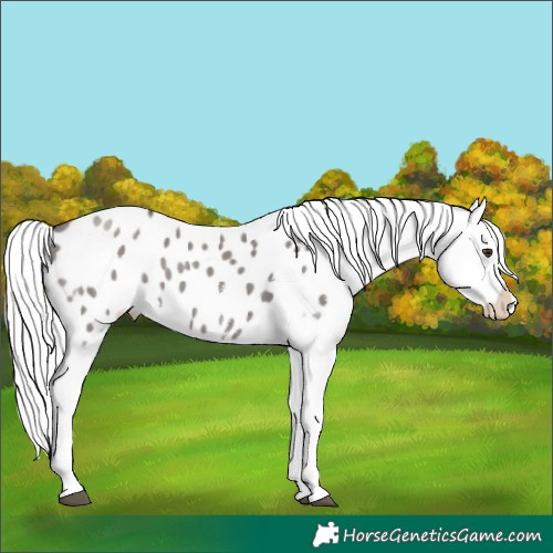 Horse Color:Platinum White Spotted Liver Red Dun Mushroom Appaloosa 