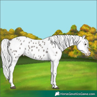 Horse Color:Platinum White Spotted Liver Red Dun Mushroom Appaloosa