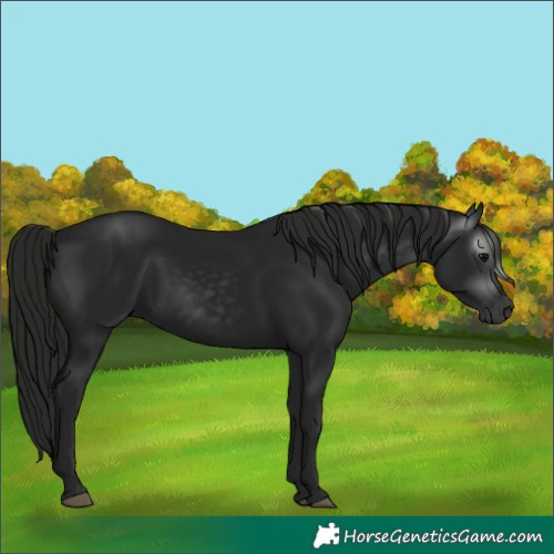 Horse Color:Gray Black 