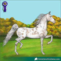 Horse Color:White Spotted Silver Brown Dun Appaloosa 
