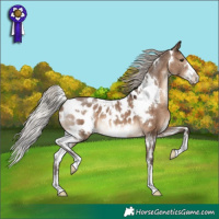Horse Color:White Spotted Silver Brown Dun Appaloosa
