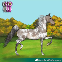 Horse Color:White Spotted Brown Dun Appaloosa
