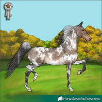 Horse Color:White Spotted Brown Dun Appaloosa