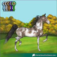 Horse Color:White Spotted Brown Dun Appaloosa