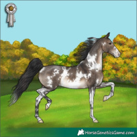 Horse Color:White Spotted Brown Dun Appaloosa 