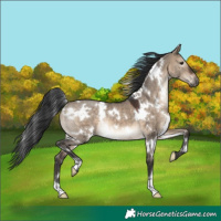 Horse Color:White Spotted Brown Dun