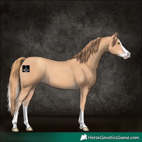 Horse Color:Gold Champagne Splash