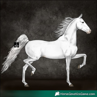 Horse Color:White Spotted Silver Bay 