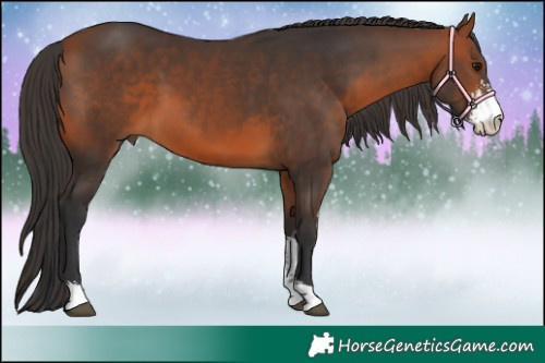 Horse Color:Bay Sabino 