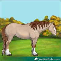 Horse Color:Red Dun Splash 