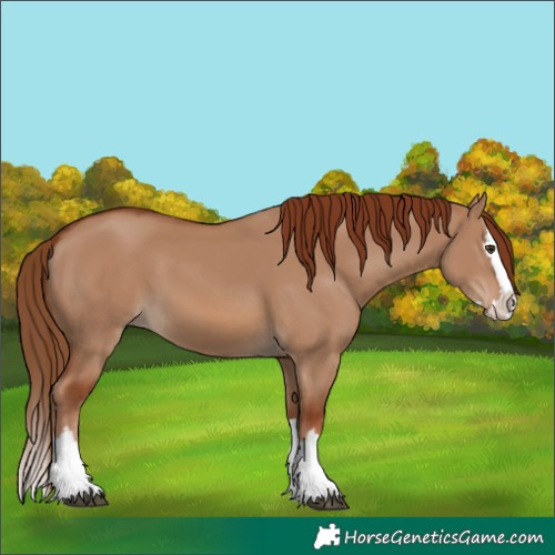 Horse Color:Red Dun Splash 