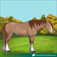 Horse Color:Red Dun Splash 