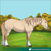 Horse Color:Red Dun Splash
