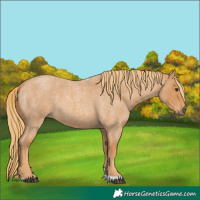 Horse Color:Red Roan Tobiano 