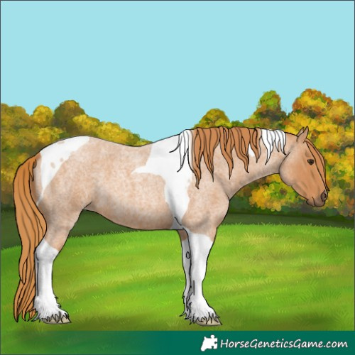 Horse Color:Red Roan Tobiano