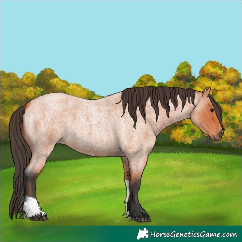 Horse Color:Bay Roan Tobiano