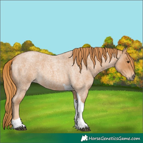 Horse Color:Red Roan Tobiano 