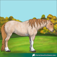 Horse Color:Red Roan Tobiano 