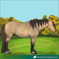 Horse Color:Buckskin Dun 