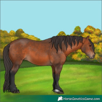 Horse Color:Bay 