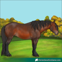 Horse Color:Brown 