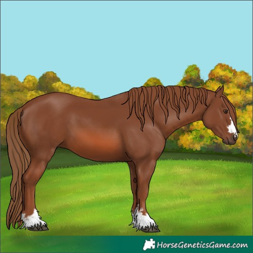 Horse Color:Chestnut 