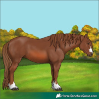 Horse Color:Chestnut 