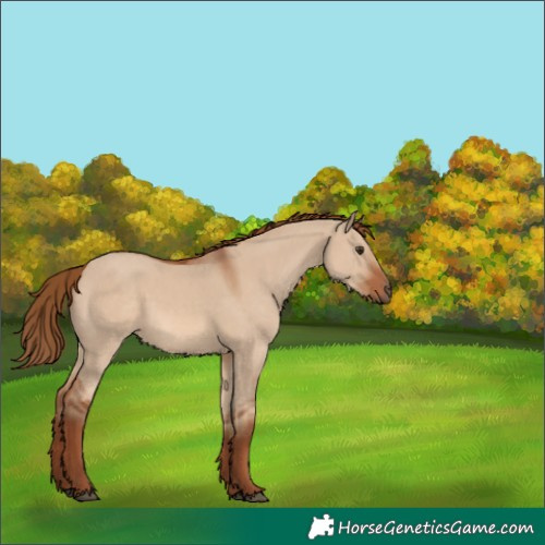 Horse Color:Red Dun 