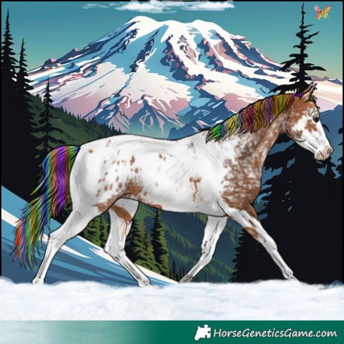 Horse Color:Painted Bay Ice Splash Tobiano Appaloosa 
