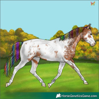 Horse Color:Painted Bay Ice Splash Tobiano Appaloosa